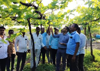 आमदार, प्रांतअधिकारी, तहसीलदारांकडून दक्षिण सोलापूर तालुक्यात नुकसानग्रस्त पिकांची पाहणी