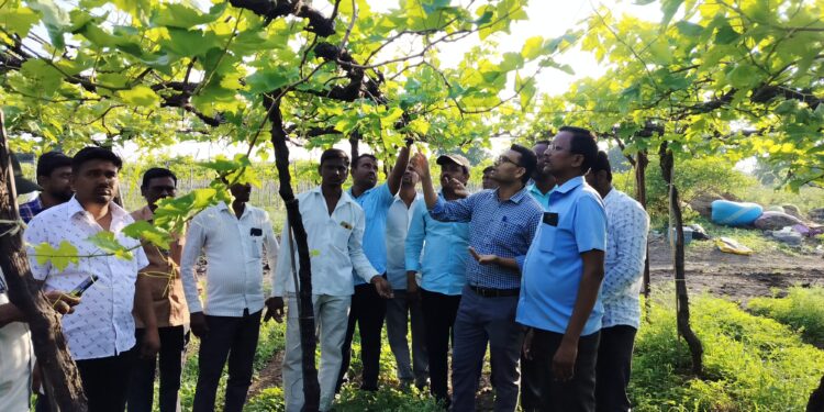 आमदार, प्रांतअधिकारी, तहसीलदारांकडून दक्षिण सोलापूर तालुक्यात नुकसानग्रस्त पिकांची पाहणी