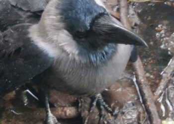 अन् कावळ्याने सुटकेचा निःश्वास सोडला ; सोलापुरात अशी काय घडली घटना