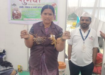 सोलापुरात आला खेकडा, झणझणीत माशाचा रस्सा, खायची संधी सोडू नका ! गड्डा यात्रेच्या जवळच आहे स्पॉट