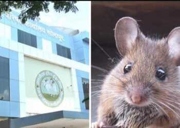 अय्यो.., सोलापूर झेडपीच्या कार्यकारी अभियंत्याला म्हणे चावला उंदीर….