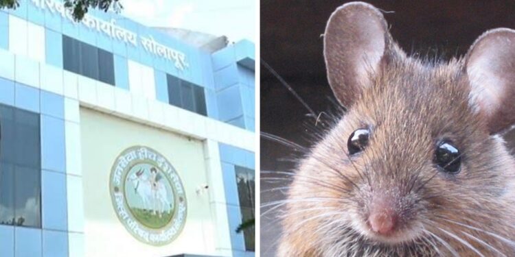 अय्यो.., सोलापूर झेडपीच्या कार्यकारी अभियंत्याला म्हणे चावला उंदीर….