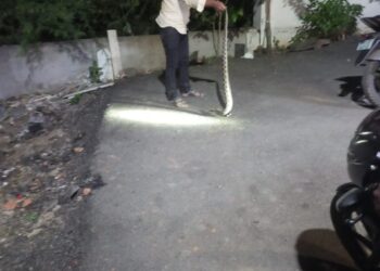 सोलापूरच्या या सोसायटीत आढळला विषारी घोणस ; रहिवाशांचा दिवसभर जीव मुठीत