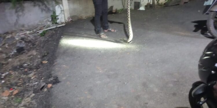 सोलापूरच्या या सोसायटीत आढळला विषारी घोणस ; रहिवाशांचा दिवसभर जीव मुठीत