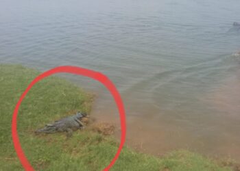 बापरे ! एवढी मोठी मगर ;  दक्षिण तालुक्यात मगर दिसल्याने शेतकऱ्यांमध्ये घबराट