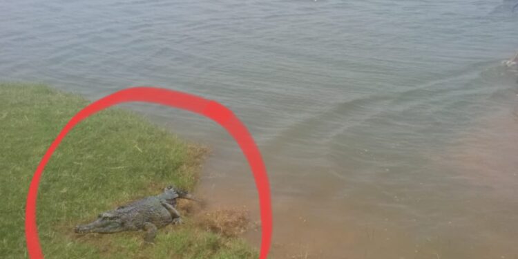 बापरे ! एवढी मोठी मगर ;  दक्षिण तालुक्यात मगर दिसल्याने शेतकऱ्यांमध्ये घबराट