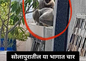 सोलापुरातील या भागात चार दिवसांपासून वानरांचा हैदोस ; वन विभाग लक्ष देईल का