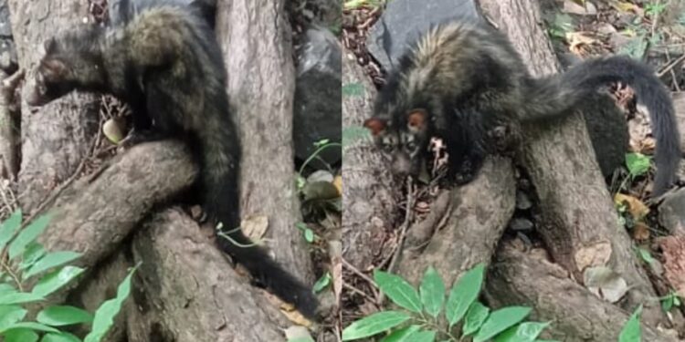 आढळले दुर्मिळ ऊद मांजर ;  उत्तर सोलापूर तालुक्याच्या या गावात, शेतकऱ्याने घेतली खबरदारी