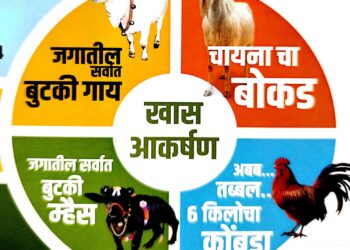 चीनचा बोकड, सात किलोचा कोंबडा अन् बुटकी गाय, म्हैस ; सिध्देश्वर कृषी प्रदर्शनाचे यंदाचे आकर्षण