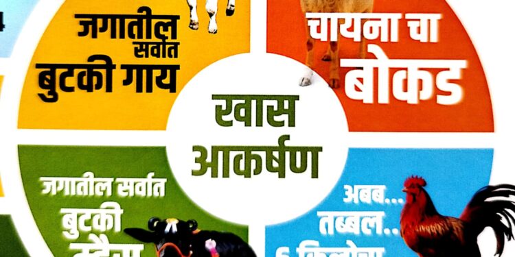 चीनचा बोकड, सात किलोचा कोंबडा अन् बुटकी गाय, म्हैस ; सिध्देश्वर कृषी प्रदर्शनाचे यंदाचे आकर्षण