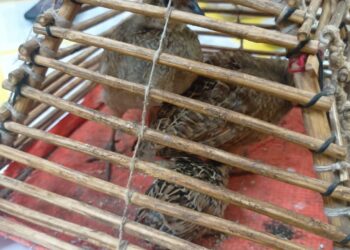 सोलापूर रेल्वे स्थानकावर थरार ; पक्षांची तस्करी रोखण्यासाठी वन्यजीवप्रेमी व शिकऱ्यात धरपकड