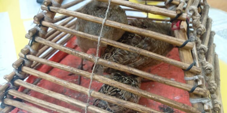 सोलापूर रेल्वे स्थानकावर थरार ; पक्षांची तस्करी रोखण्यासाठी वन्यजीवप्रेमी व शिकऱ्यात धरपकड